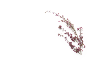 Violette Wildblumen